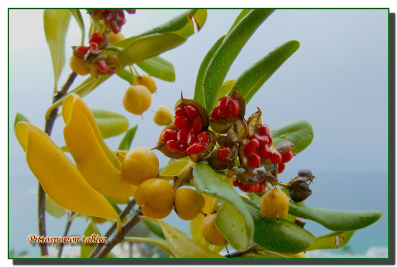 Rosso d''autunno
